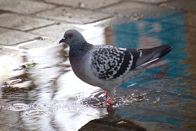 bathing